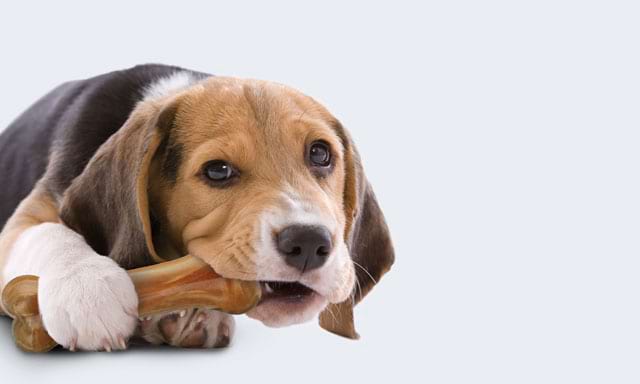 alimentazione cani